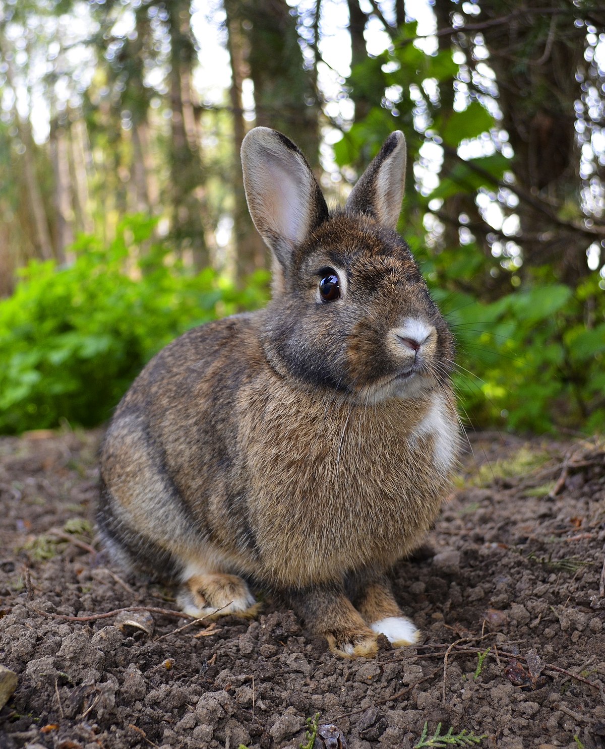 Rabbit Sitting